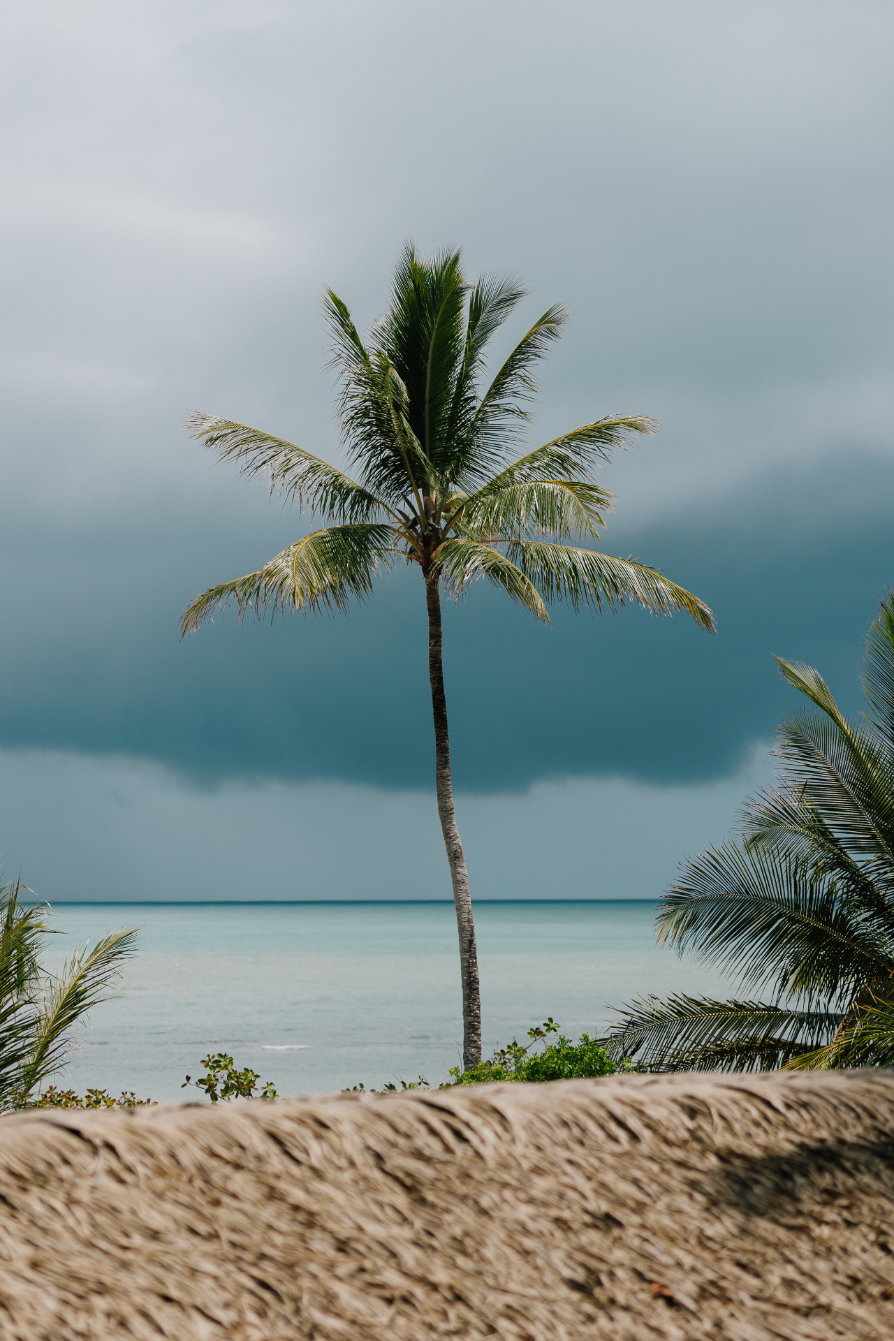 Palmeira com mar de Trancoso ao fundo — paisagem natural da Bahia, sede do Retiro Bálsamo